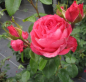 Preview: Hochstammrose Cherry Lady 1